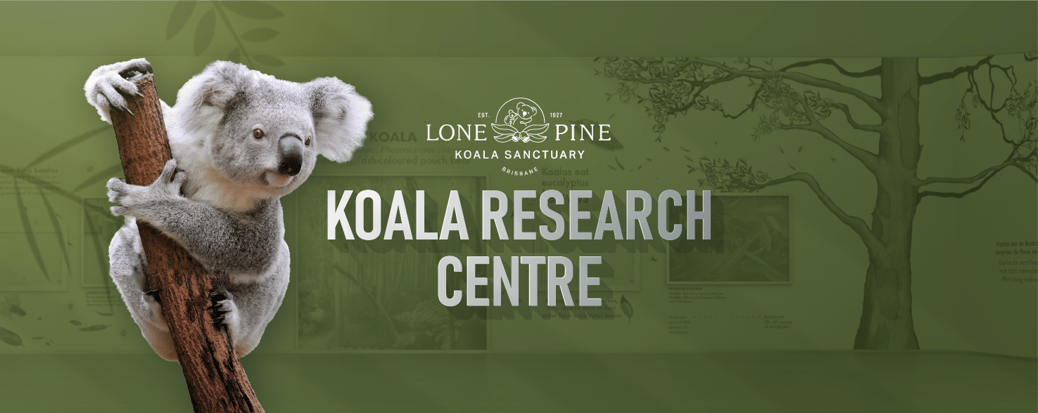 Koala 'Interactive Wall' Exhibit // Activate Studios